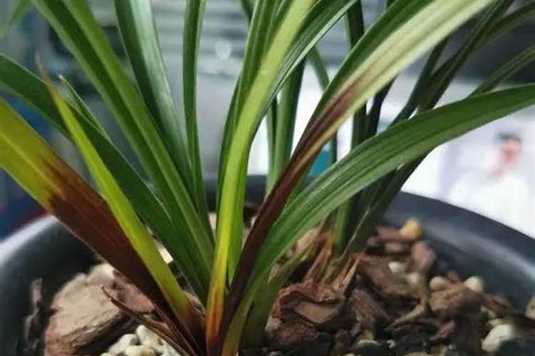 碳铵的正确使用方法