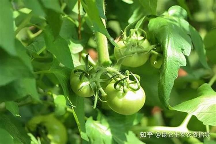 西红柿打什么叶面肥好