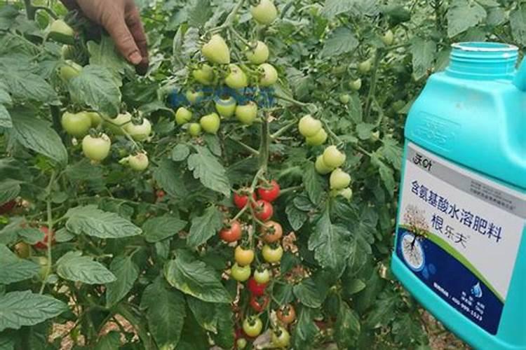 根茎类追使什么肥料好