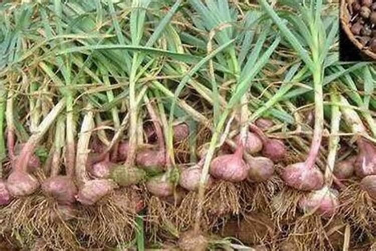 大蒜需要锌和硼肥吗？