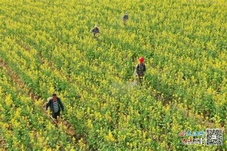 油菜开花施什么肥什么叶面肥好？