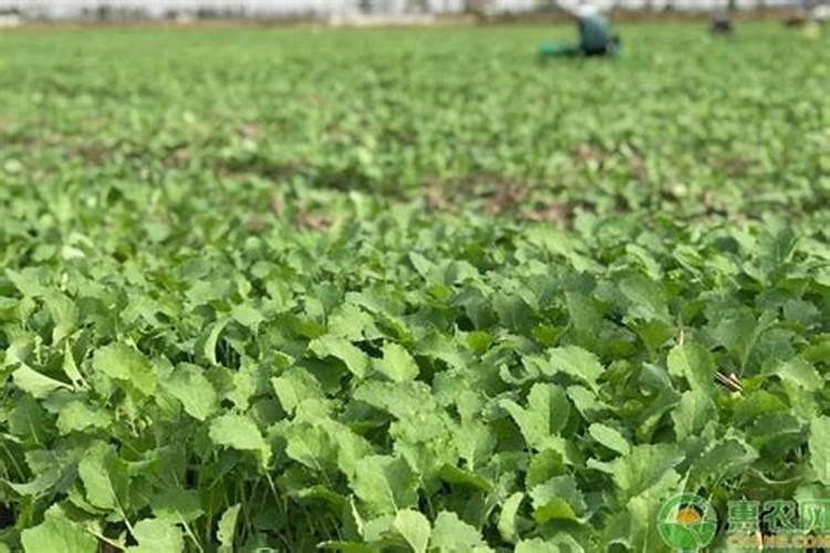 油菜花期管理与施肥方法是什么？