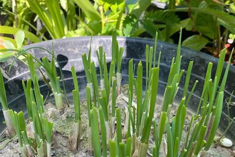 欧施力高氮560能代替尿素吗