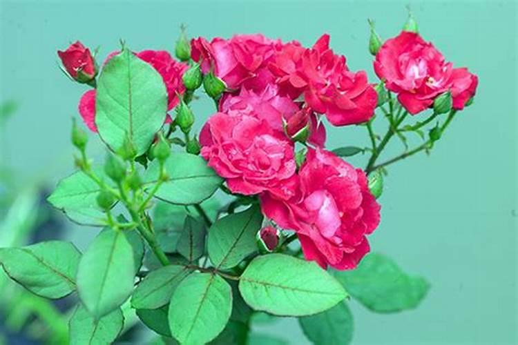 盆栽月季花要施什么肥,一般什么时候施肥？