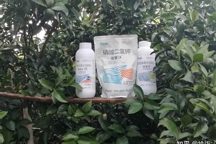 沃柑091品种春梢大量生长该如何处理？