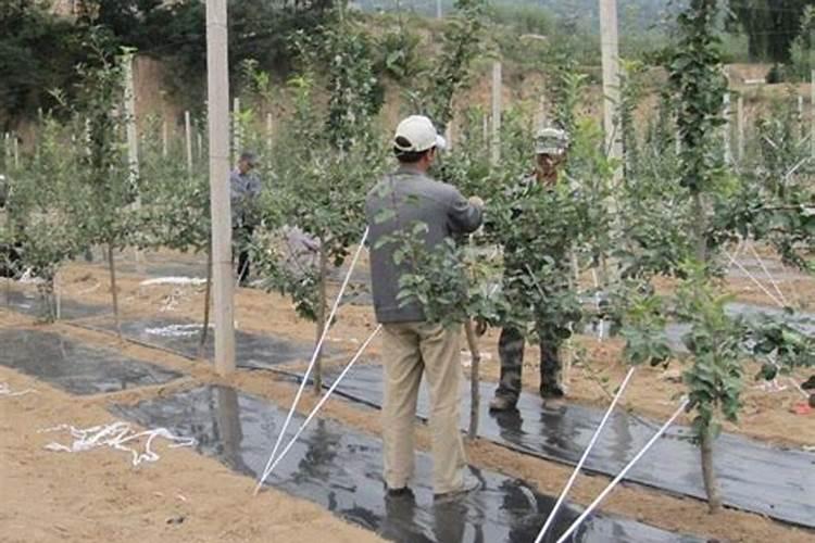 091沃柑出现大量春梢要采取什么措施？