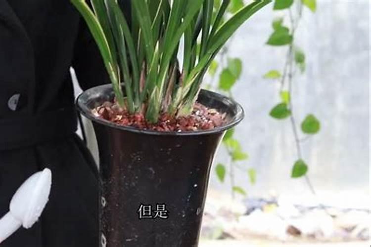 什么是氨基酸水溶肥？氨基酸水溶肥的功能作用有哪些