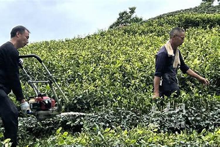 有机茶园允许使用和限制使用土壤培肥