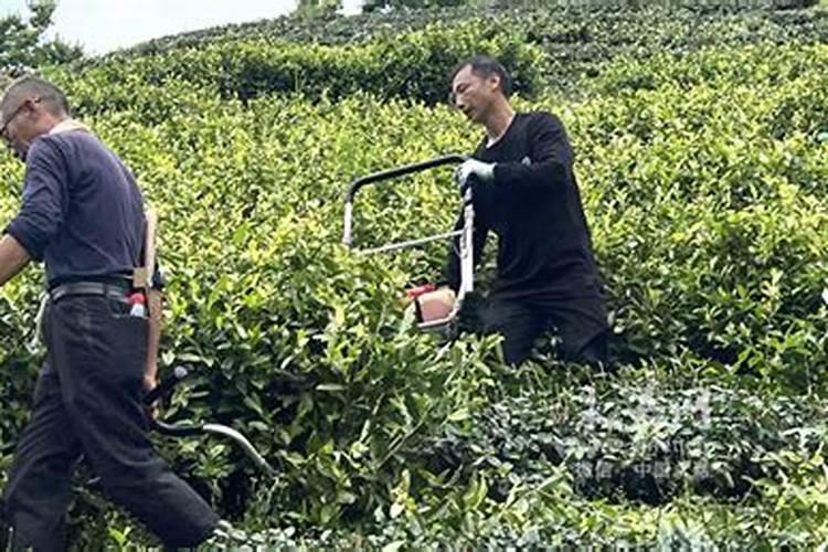 茶梅有花苞了能喷叶面肥吗