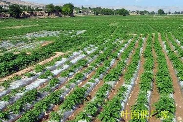 土豆施肥的最佳时期
