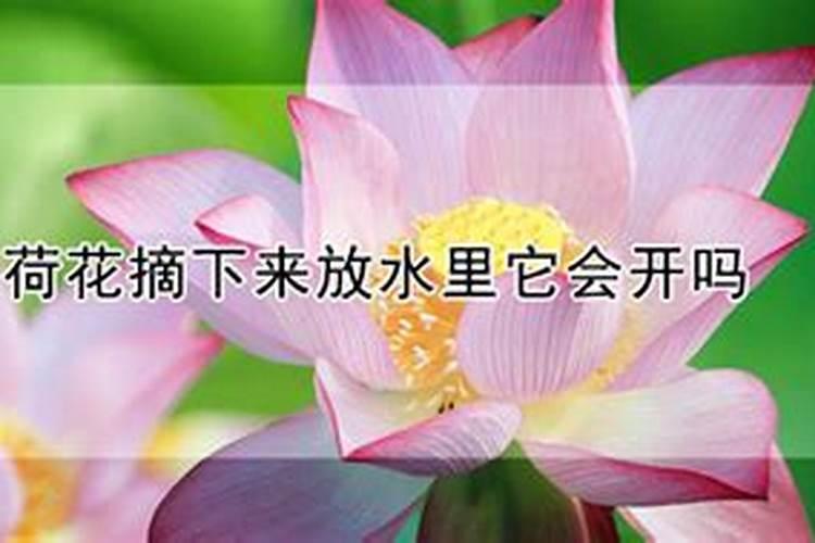 如何给荷花施肥 怎样给荷花施肥