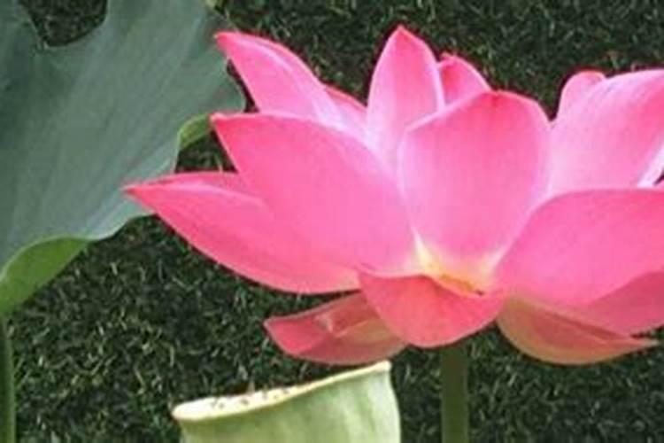 缸养荷花怎么施肥