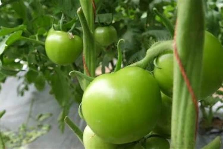 种植番茄磷肥严重超量施用,都会有哪些后果？