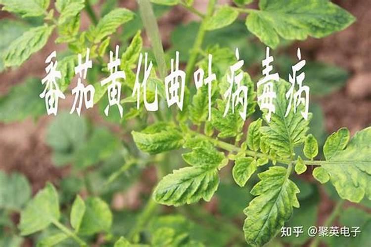 番茄病毒病的防治措施