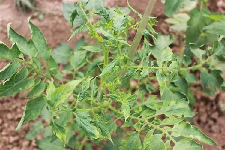 我是一位菜农,请问番茄病毒病的防治方法有哪些？