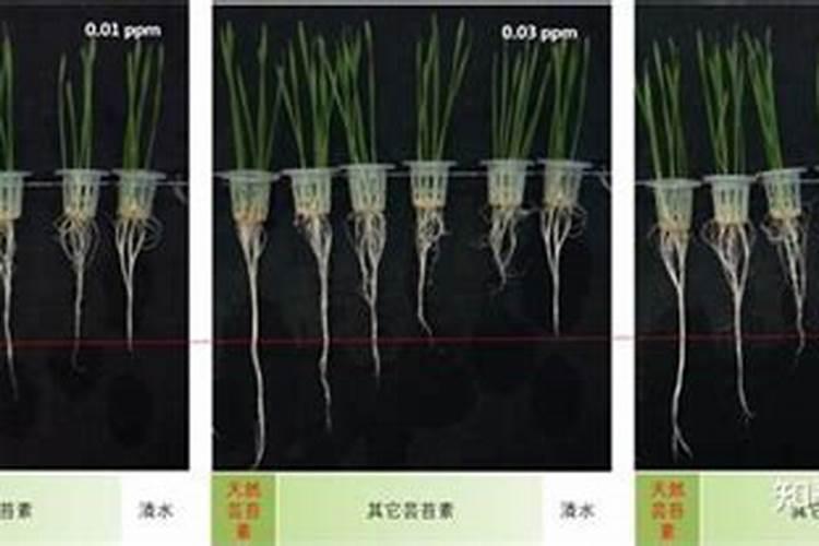 柚子打什么农药好
