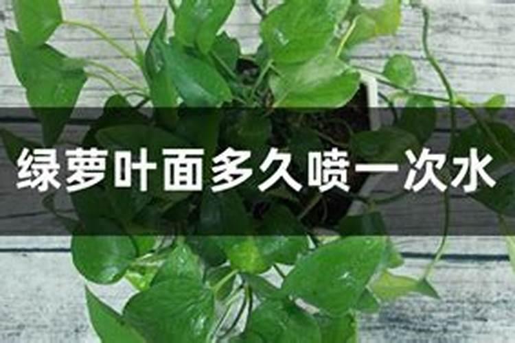 兰花有哪些常用的叶面肥