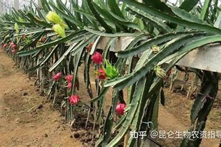 学家用稻壳废料制成首个硅量子点LED灯,这有什么意义？