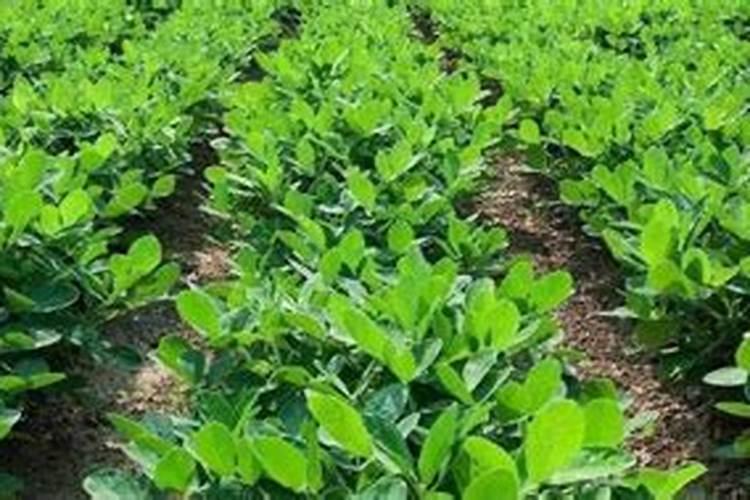 合理的施肥有利于花生生长,花生种植该怎么施肥？