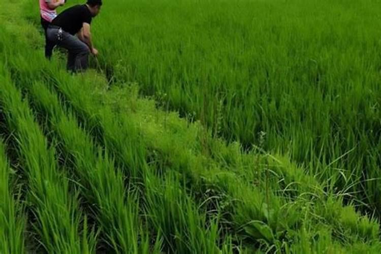 无机肥跟有机肥的区别是什么？果树应该施哪种肥料？