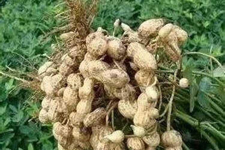 花生追肥用什么肥料好