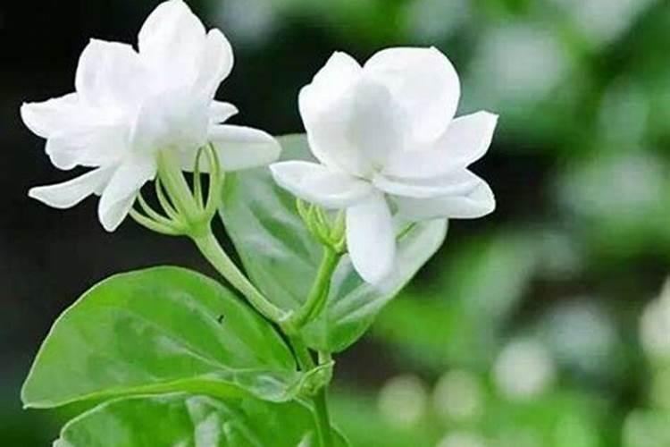 茉莉花施什么肥好茉莉花应该施什么肥