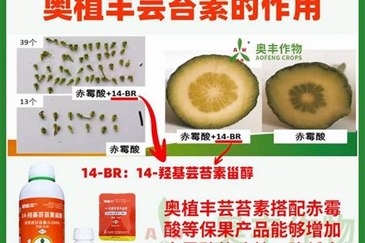 什么时候不能喷芸苔素？哪些时期能喷？