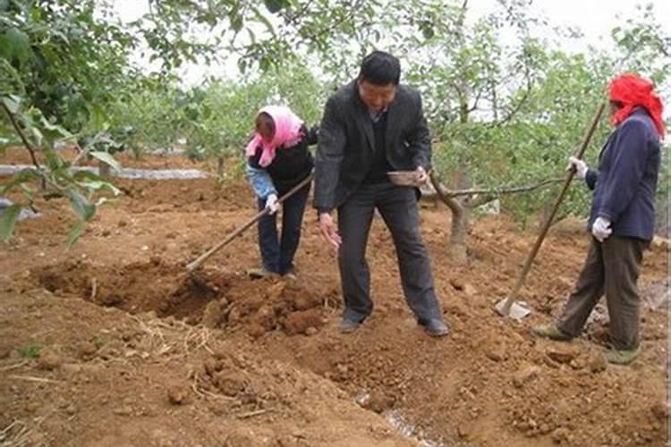苹果树追肥用什么肥料好