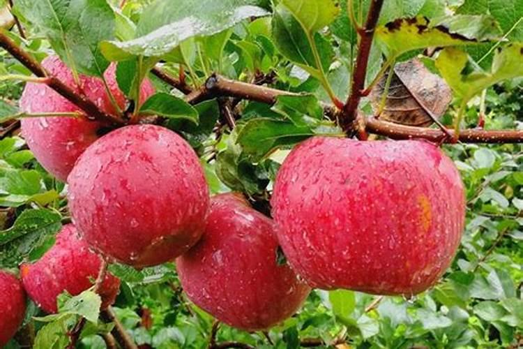 苹果树施肥最佳时间苹果树什么时候施肥