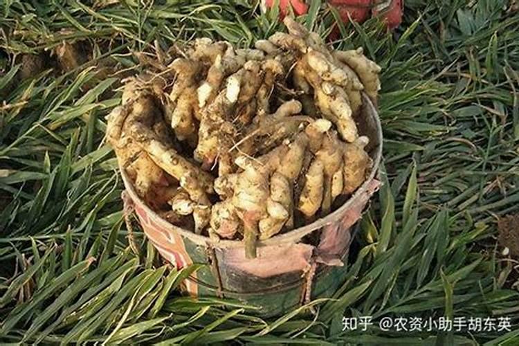 请问沙姜怎么种植？