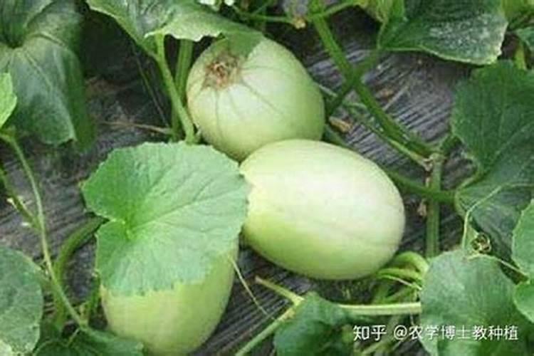甜瓜苗什么时候可以打叶面肥
