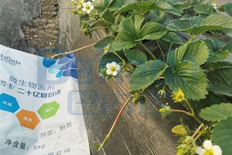 豆子多久浇肥料一次水