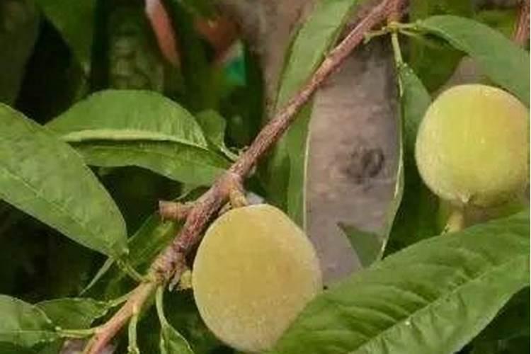 桃树春季施什么肥料最好