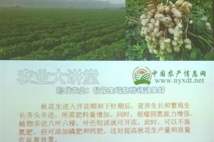 花生什么时候打钙肥？