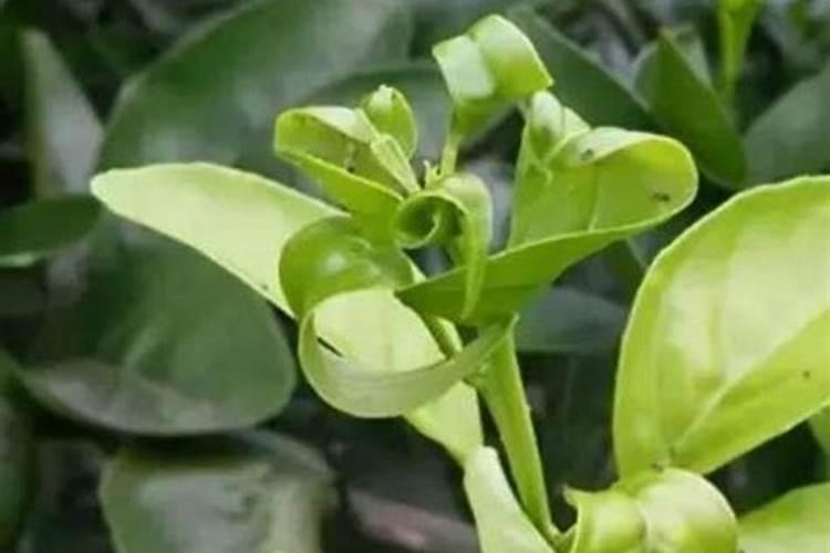 种豆子的方法