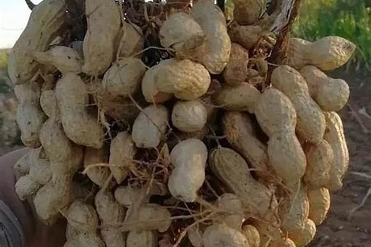 花生什么时候打钙肥？