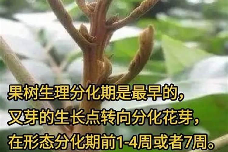 朱顶红怎么催根