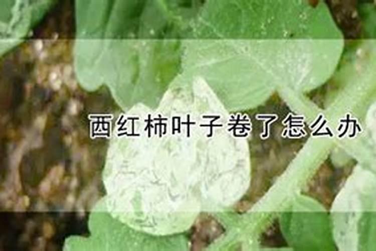 小番茄结果 后多久浇一次水？一次浇多少水？