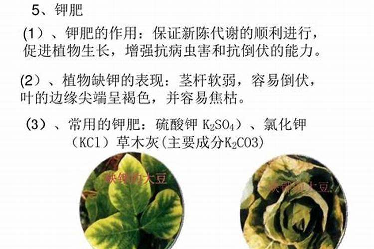 发财树用什么肥料最好