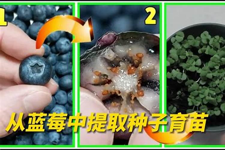 阳台可以种哪些可以吃的花卉植物？