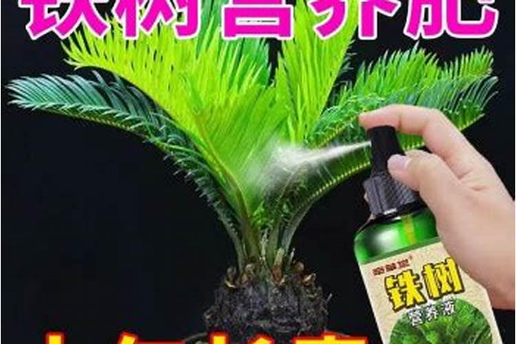 铁树榕树专用肥可以用于幸福树吗？