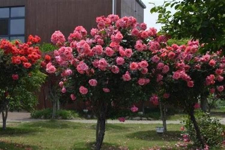春天月季花怎么施肥
