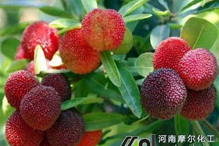 怎样使兰花叶片绿油油
