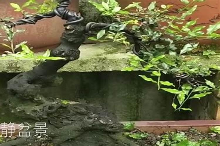 苹果补钙有哪些误区