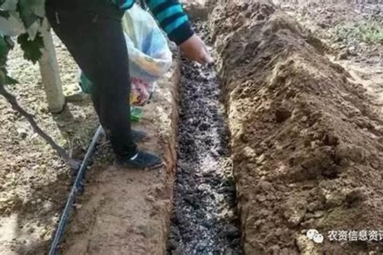 枣树在各个时期施什么肥？