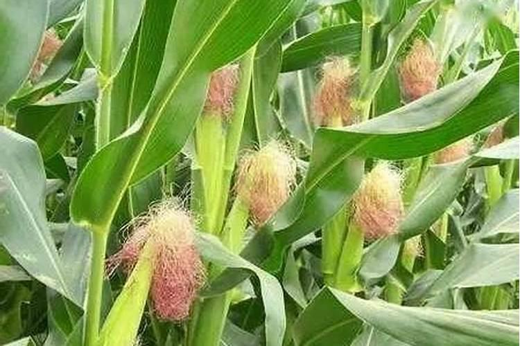 玉米底肥氮磷钾最佳比例