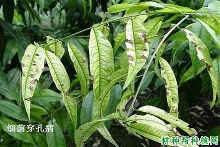 桃树开春第一遍打什么药