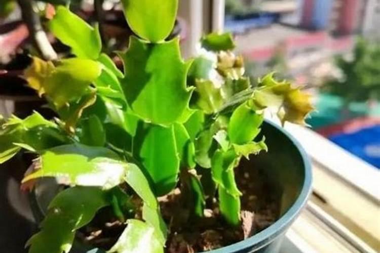 花叶发黄是什么原因？