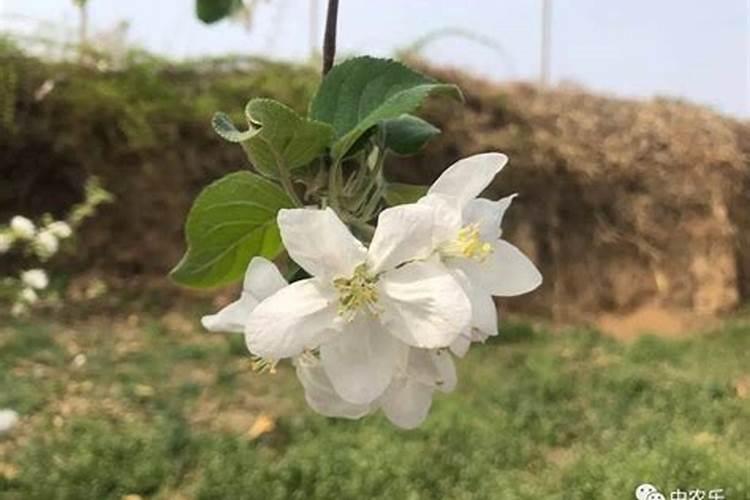 桃树不同时间节点分别要打什么药呀