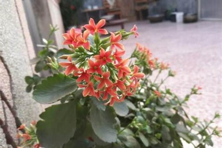 月季施肥和打药要错开时间吗
